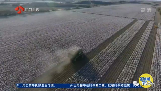 3000亩棉田，两个人自己种自己管！他们能做到吗？