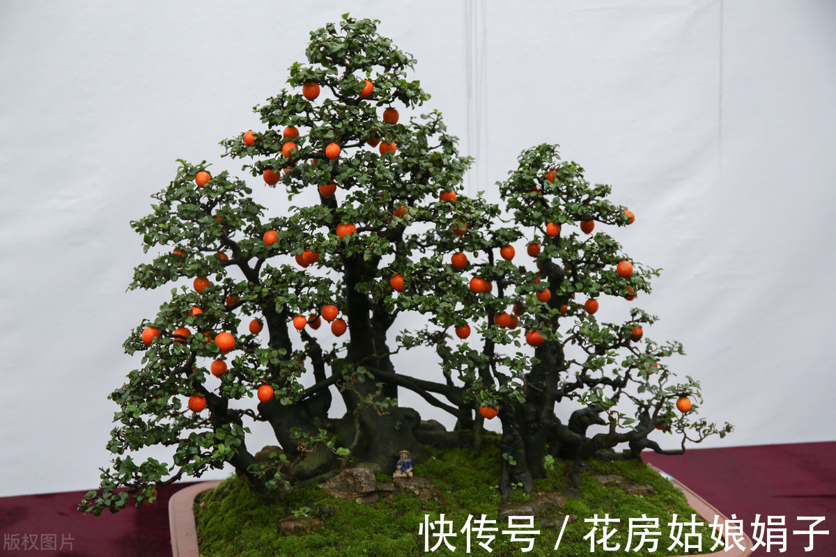 植物|别再为浇水发愁了，给你支招“10多10少”浇水法，比啥方法多管用