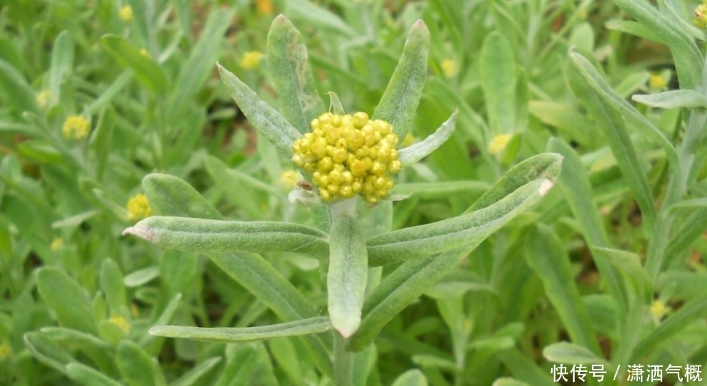 农村这种植物是难得的中草药，有降血压、降尿酸的疗效，你认识吗