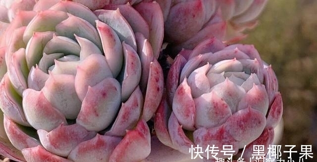 散光|多肉娇气不长个,根系裁一半“断水”一周,重新缀化,憋成小老桩