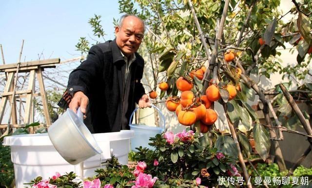 喜酸性的花每次浇水滴点“醋”，不黄叶不烂根，根系长满盆猛开花