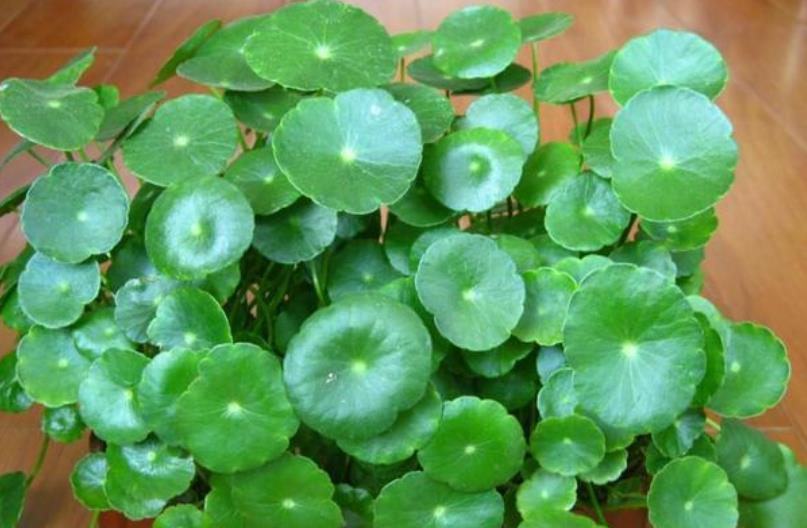 6种花,丢水里就疯长,懒人新手都能养爆盆