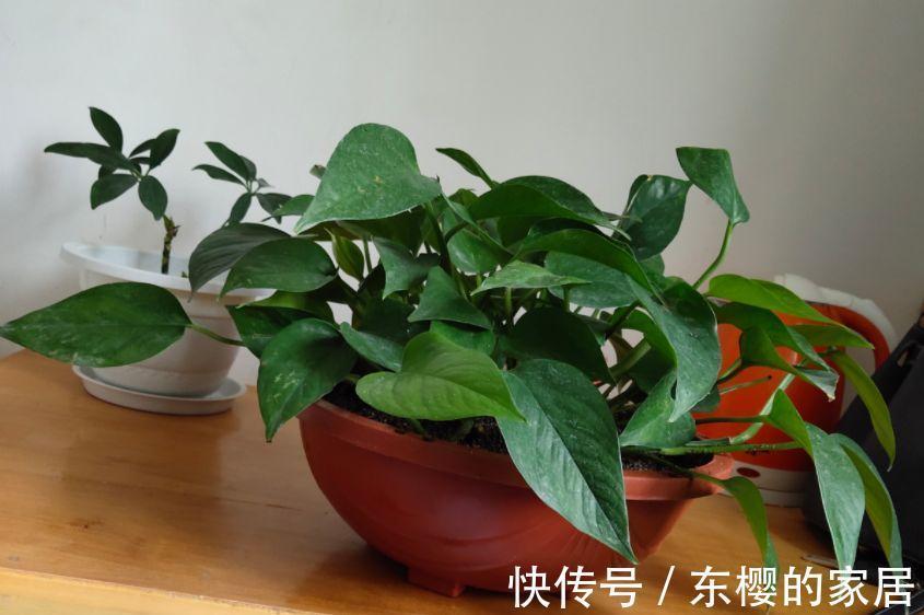 换盆时机到了,有这花赶紧换,换完立马疯长!