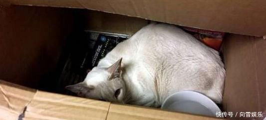 收到邮寄的宠物用品包裹打开发现一只萎靡