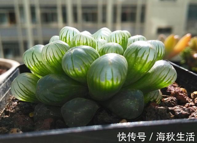 小花|早知道多肉“叶插”是这样,我也不至于都养死,花了太多冤枉钱