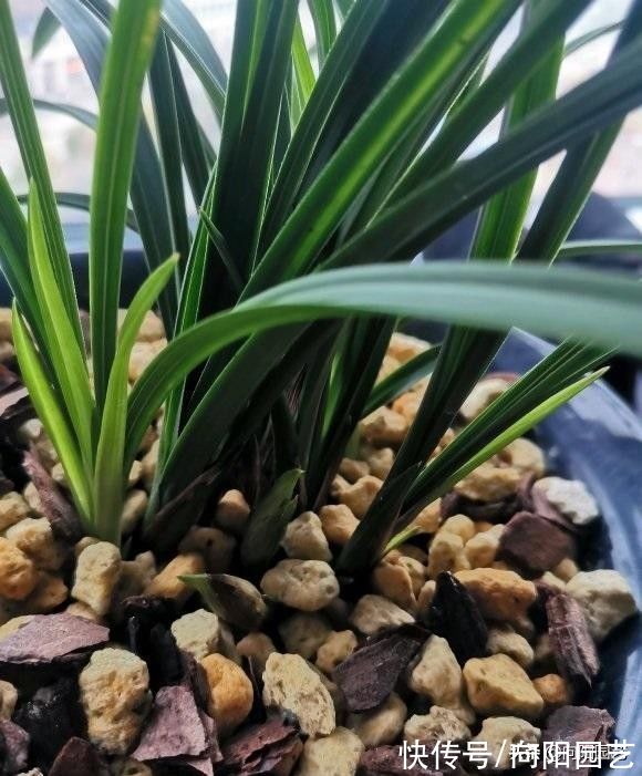 养好兰花，秋天是关键，换换花土，增加光照，花芽分化速度快
