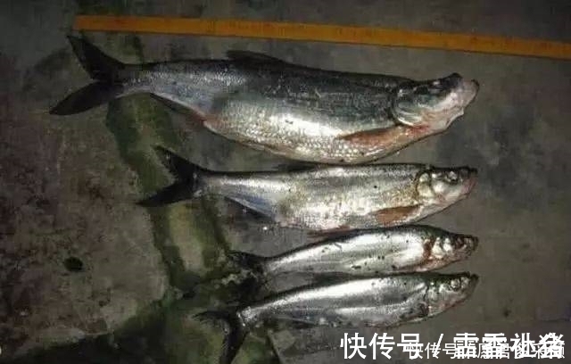 介绍一种万峰湖当地人钓翘嘴鱼的独特方法