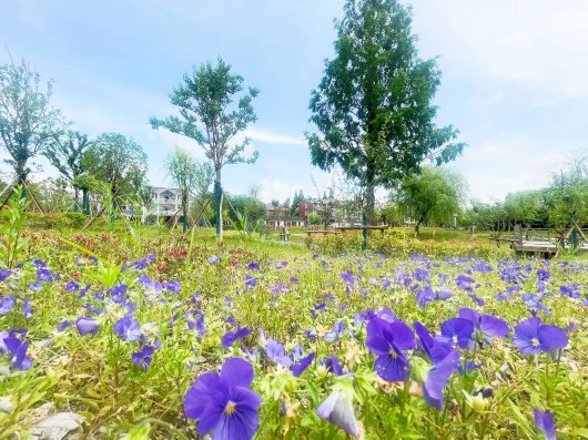 凌波|生如夏花之绚烂，宝山乡村的夏景原来这样美