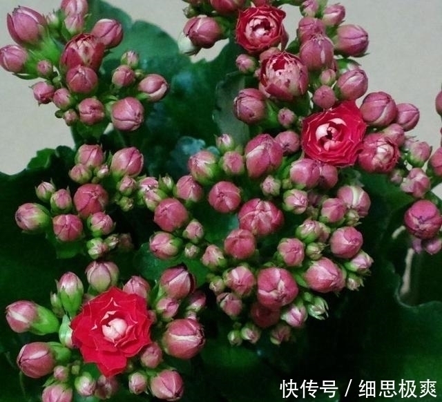 松针叶|想长寿花多冒苞,土里埋下这“两”料,顺利春化,绽放层叠群花