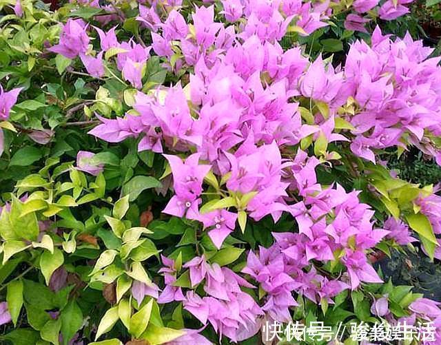 肥料|养三角梅,学会此“绝技”,想让它啥时候开花,任由你控制