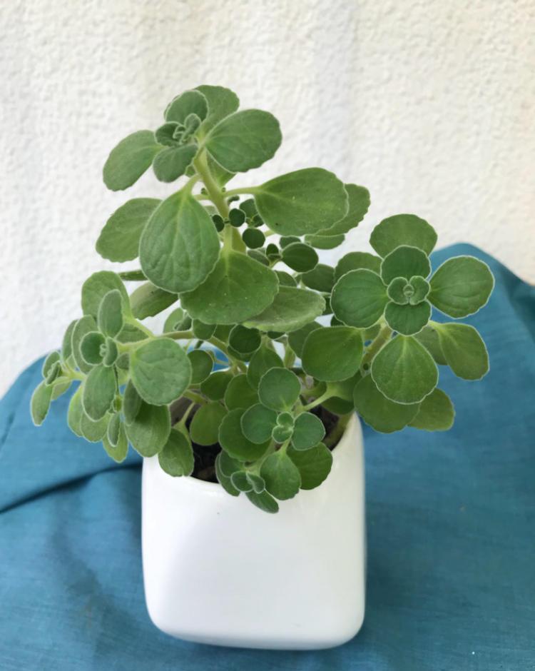 绿植|喜欢叶子有香味的花?5种芳香的绿植,比绿萝更好养更耐看