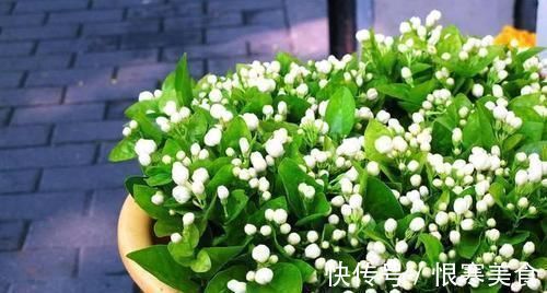 盆栽|吃剩的苹果皮不要扔,简单处理一下做花肥,养啥都旺盛!