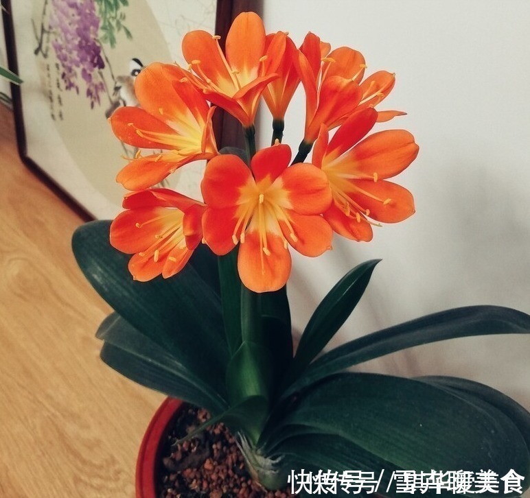 浇水|“春不出,夏不晒,秋不干,冬不湿”,君子兰的四季莳养