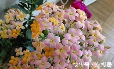 光照|避免长寿花叶子下垂，变软，枯黄，此样做就万无一失