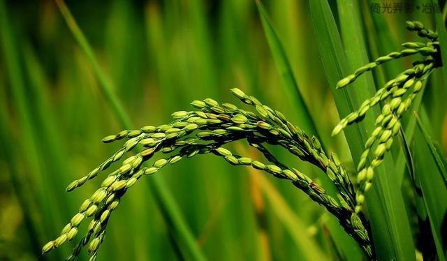 肉糜|吃不到羊肉叛国,馋一口鲈鱼辞官,何不食肉糜古代食物背的真相