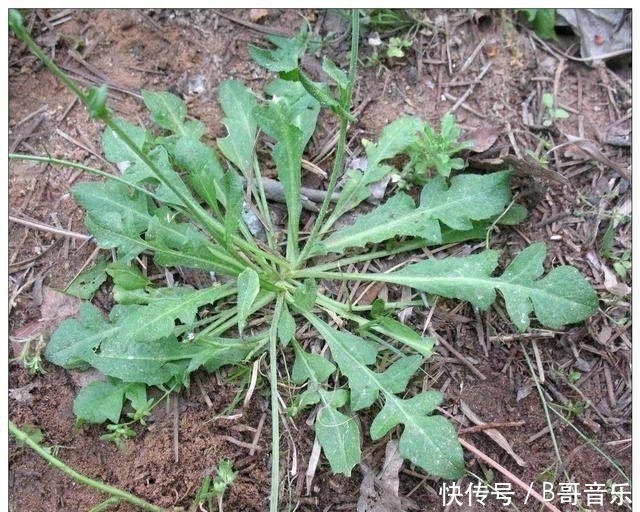  更是|农村才有的抗癌野菜，第三种女人吃了更是有意想不到的效果