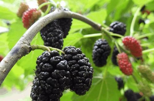 功效|4种食材泡酒喝,功效赛过牛根,男性每晚1杯,精力更旺盛