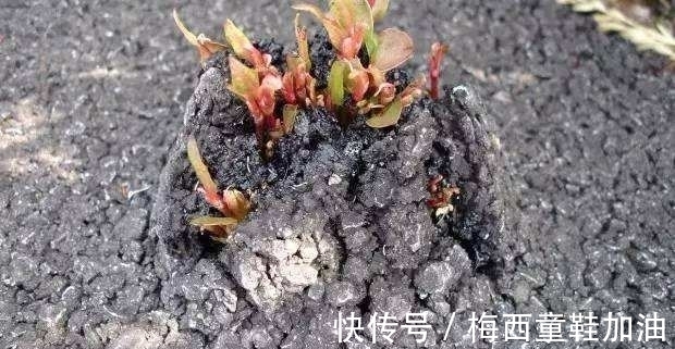 一件小事|房前屋后看见这草，赶紧连根除掉，要不然有大麻烦！