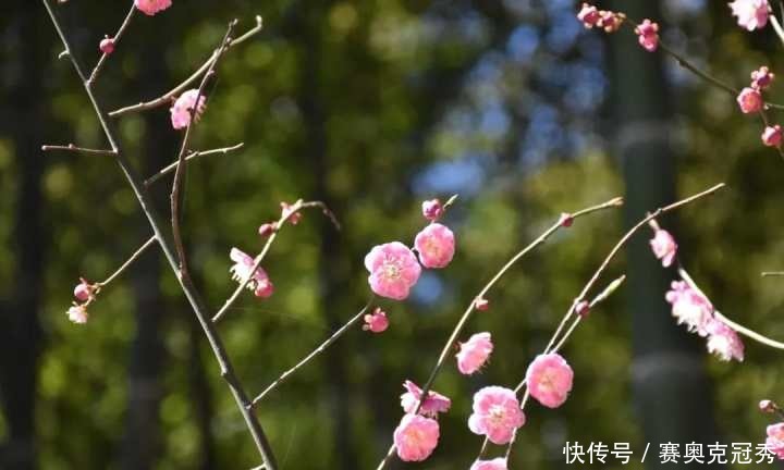 踏青径山寺，春光与茶都很好