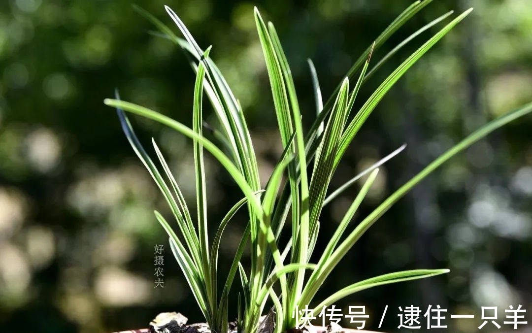 什么叫兰花服盆？兰友：这么说就明白了