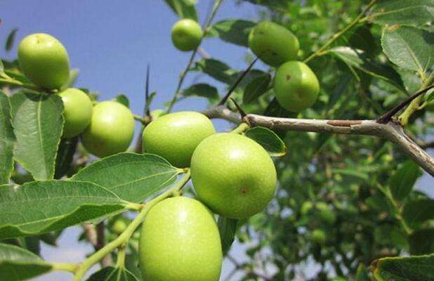 牛奶枣|人秋后,不妨多食此野果,每天几颗,美容养颜,润泽肌肤,抗衰老