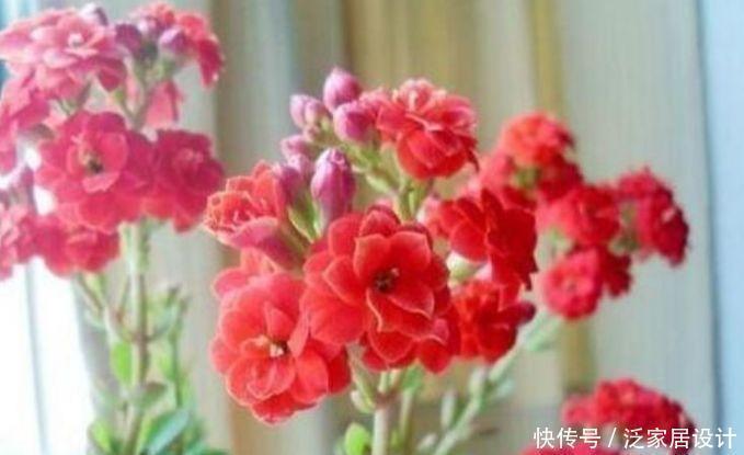 兰中皇后|养花就养4种花,家里养一盆,开花漂亮花期长,一开就是200天