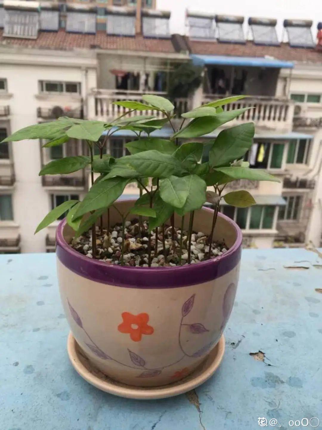 玉米棒子插盆里,7天冒出小森林,比绿萝吊兰好看