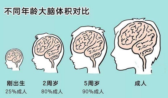 神经元|哈佛研究发现孩子一生有3次变聪明的机会,但并不是“初中”