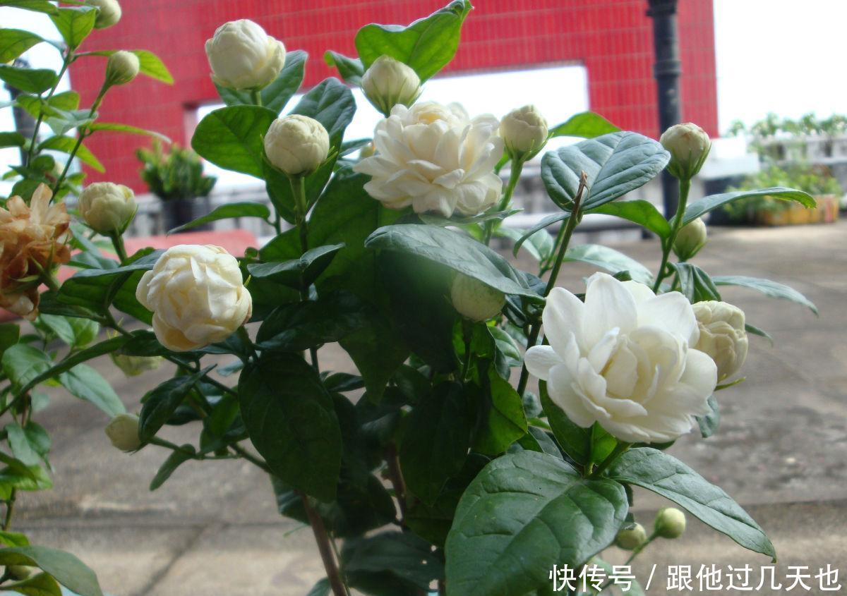 懂花的朋友现在谁还养绿萝,都在养这种香花,开花香,花期长