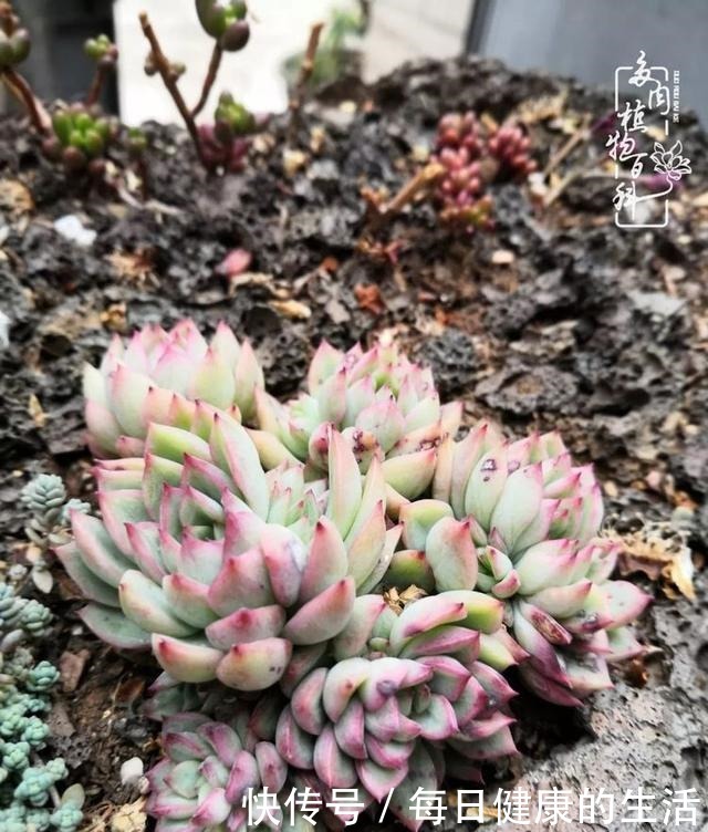 如何让多肉变美看看我是如何宠它们的!如何让多肉变美看看我是如何宠它们的!