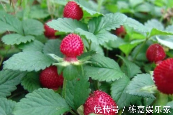 蛇莓|山上到处可见的“野草莓”,大人不让吃,殊不知价值营养高!