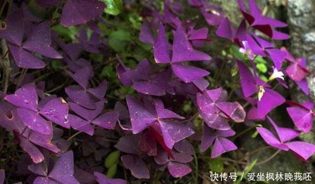 这4种耐阴花,“叶子”比花朵“更值钱”,北房间“没光”也能养!