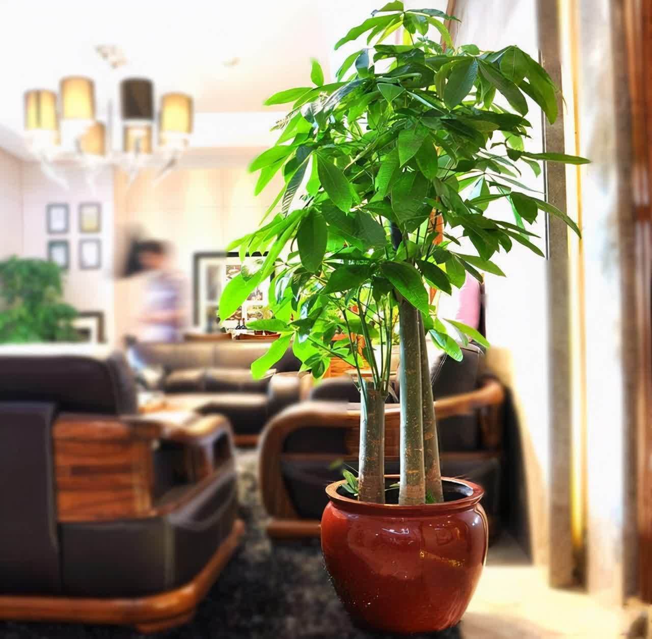 20种吉利大盆栽，客厅放一盆，吸收废气去异味，寓意好更养人