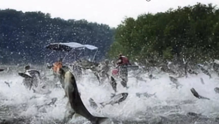 雾化|鲢鳙鱼原来这么易钓！用这个钓法，两个小时装满两个鱼护