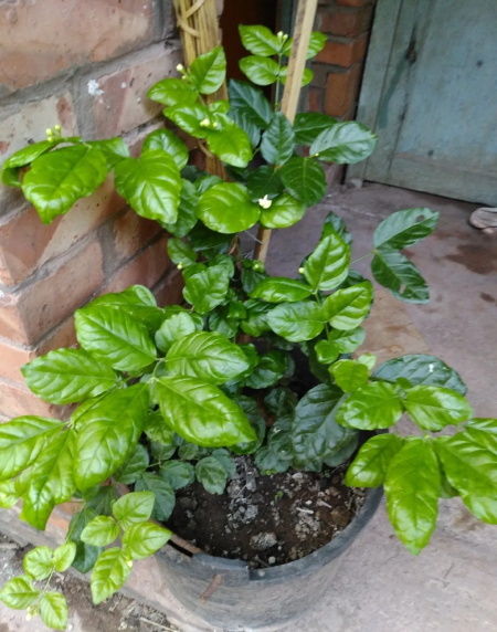 养花，米醋还含有发酵的有机物，对浇灌植物非常有好处