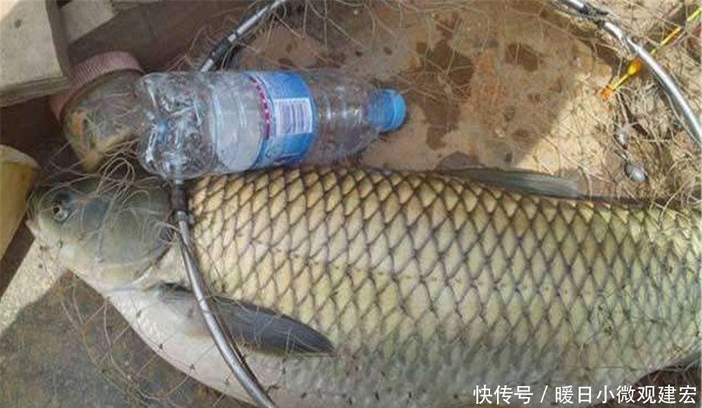 草料|六月前后钓草鱼,这法子简单易学效果好,老钓手经常用,别错过