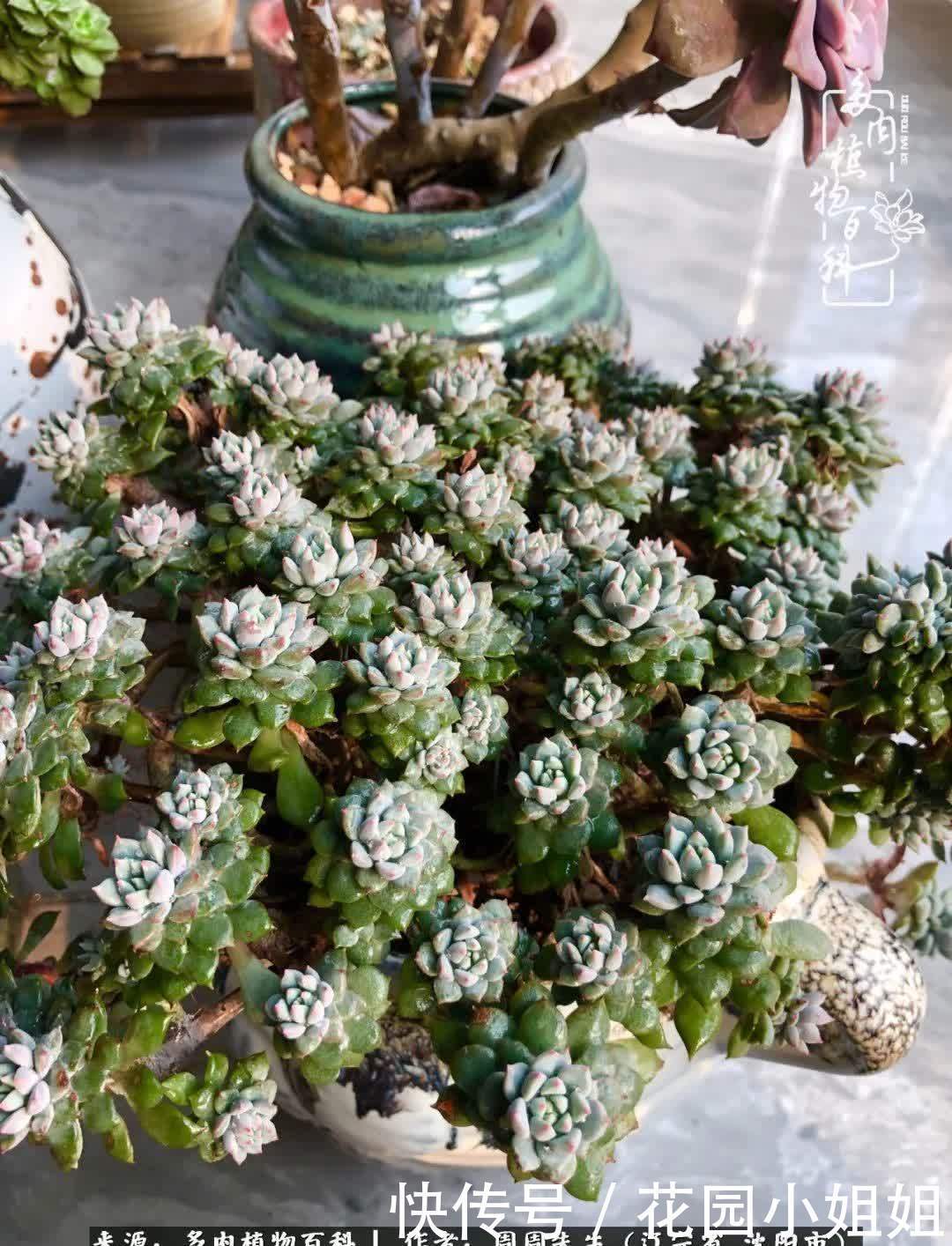 不羡鸳鸯不羡仙,只羡东北来春天!多肉冬去春来!