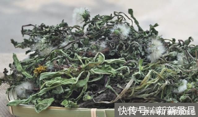 蒲公英|它是天然的“止咳药”早晚泡水喝,润肺止咳,咽炎一去不复返