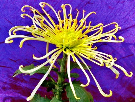 喜欢菊花，不如养盆“菊中珍品”唐宇秋秋，似黄鹤衔珠，妖娆多姿