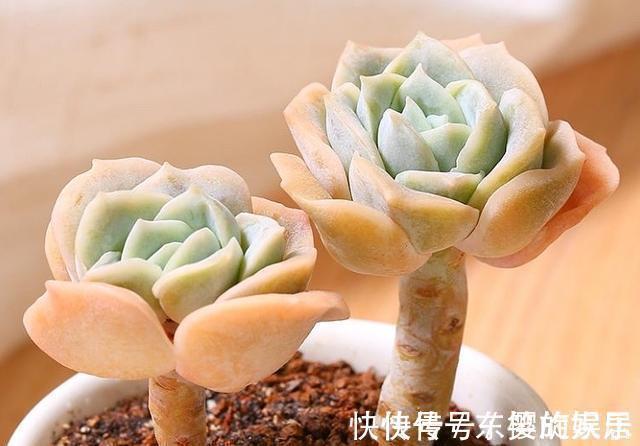 可爱玫瑰|养多肉也得会模仿,看看这颗可爱玫瑰的悬崖桩,我也想养成这样