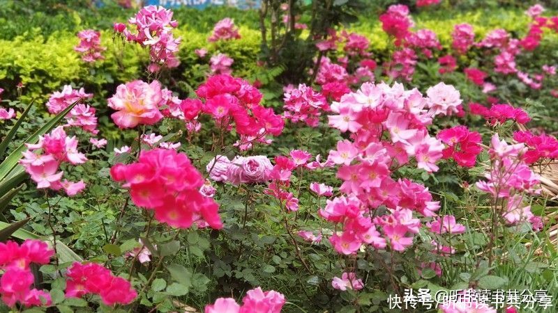 月季|没有最美只有更美的北京月季