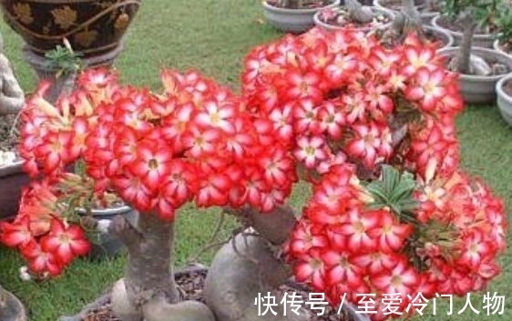 这几款小花,便宜又好养,比牡丹好看,比吊兰好养,你养了吗