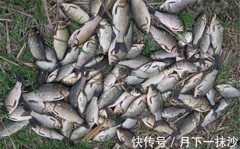 冬季钓鱼,始终不发窝不是天冷,打窝聚鱼遵守5大要点,连竿不断