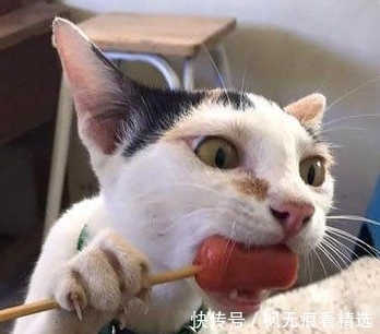 |笑话段子,我家的野猫躺得笔直的,一副任我为所欲为的样子