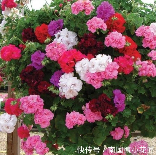 白掌|5种“漂亮花”，从来不生虫，家里干净卫生，花开不断，真省心