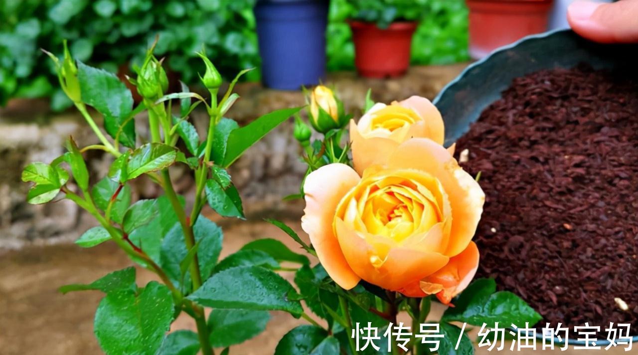 这三种花是“醋坛子”,每周灌一次“酸”水,冰雪天也能绽放群花