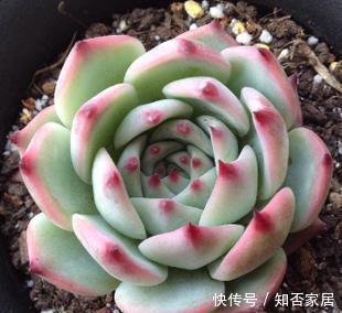 冬天养多肉吉娃娃,了解掌握几个要点,养成漂亮肉墩子!