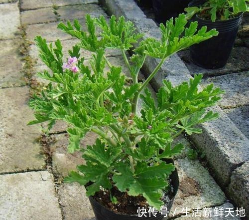 这2种花直接摆在阳台上，避免蚊虫飞进来，过夏无叮咬舒服多了！