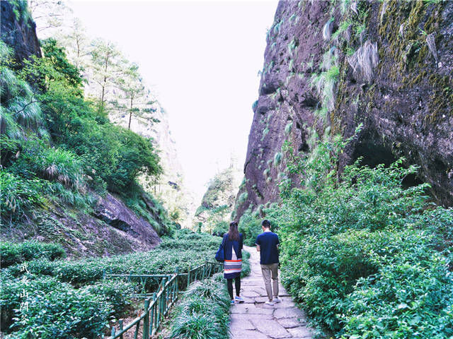 福建武夷山最有名的三棵树，不仅派兵专门看守，还投保了一个亿