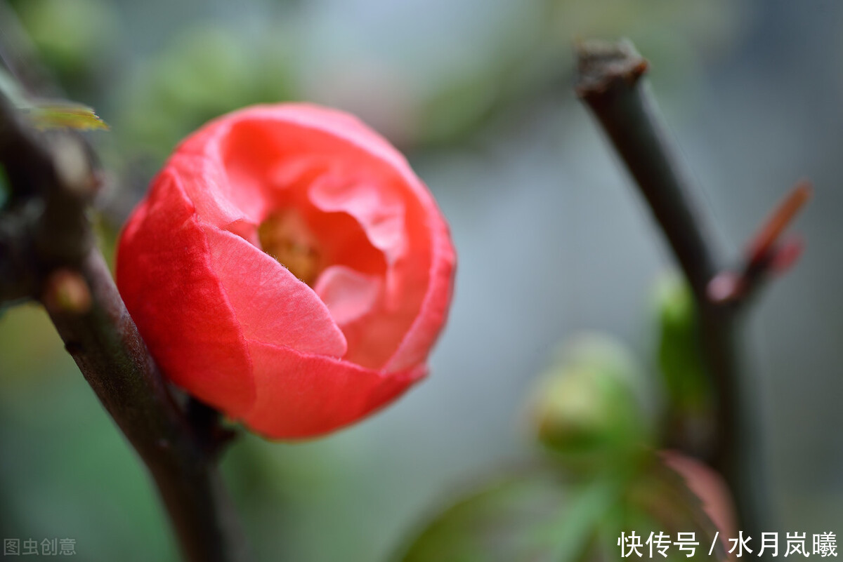 时光|一盏闲茶看落花,半帘月色酬知己